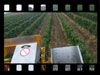 Grape harvesting machine